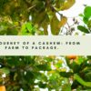 A Story about How Cashews are Grown, Harvested and Packaged for Delivery