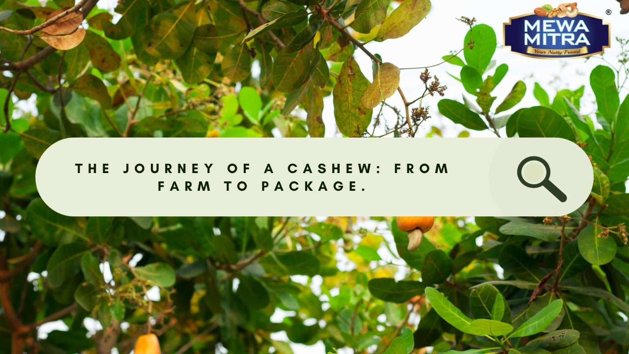 A Story about How Cashews are Grown, Harvested and Packaged for Delivery
